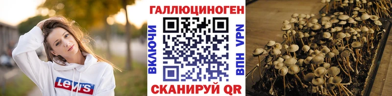 Купить  Ершов  Галлюциногенные грибы Psilocybe 
